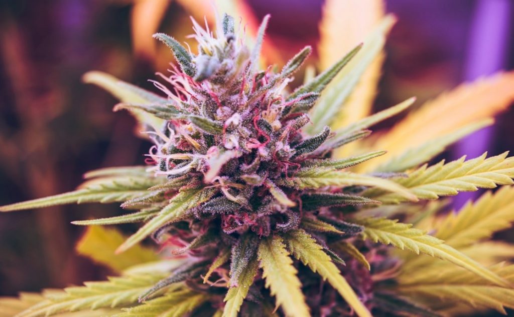 How cannabis harvesting affects the quality of your final extract?