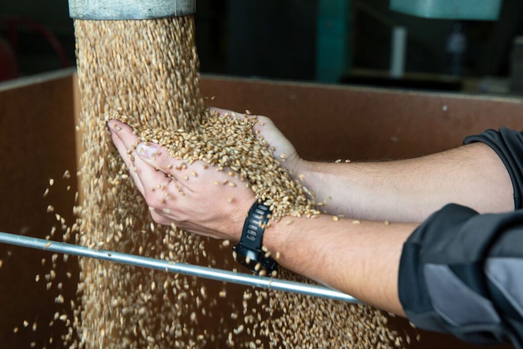 Chemical-free seed treatment at 25 tons per hour