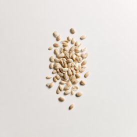 Seeds
